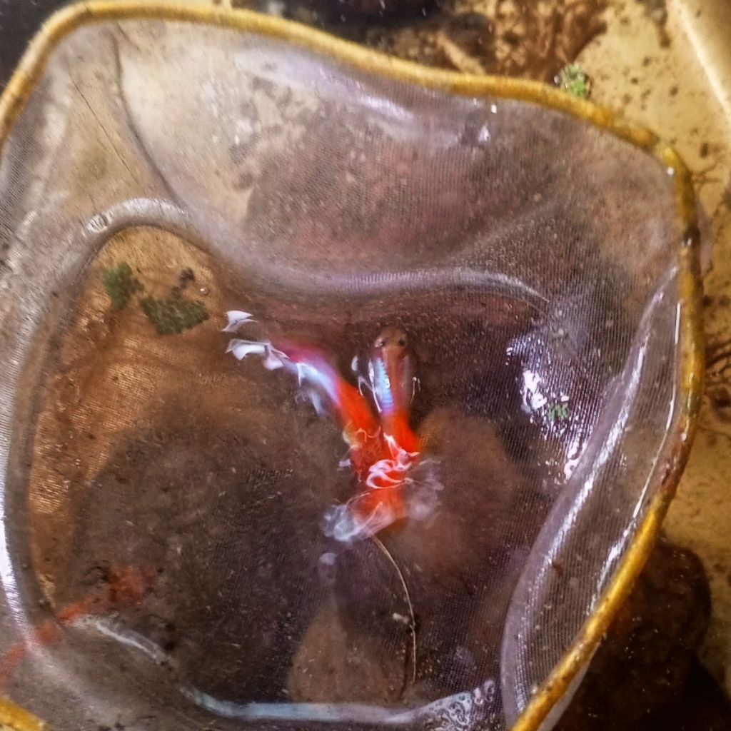 Ikan Hias Guppy Cendolan 6 Ekor Real Picture