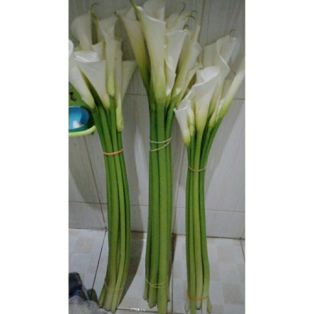 Bunga Potong Calla Lily Putih 1 Ikat - Bunga Potong Calla Lily Putih Isi 10 Tangkai - Bunga Segar Ca