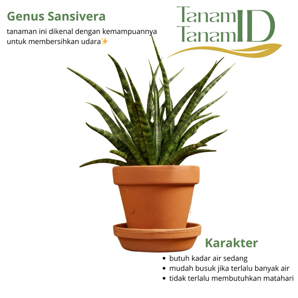 Sansivera Fernwood Punk