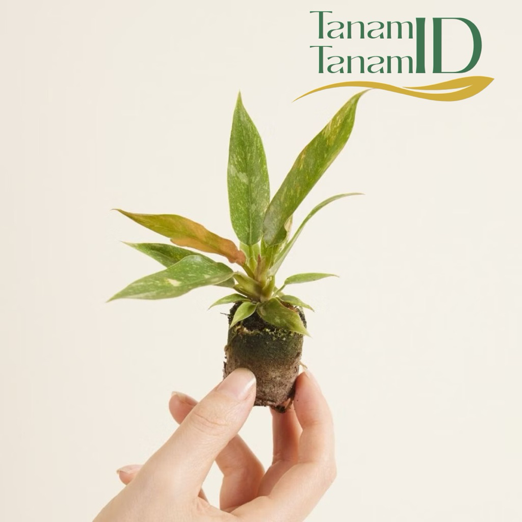 Philodendron Ring Of Fire