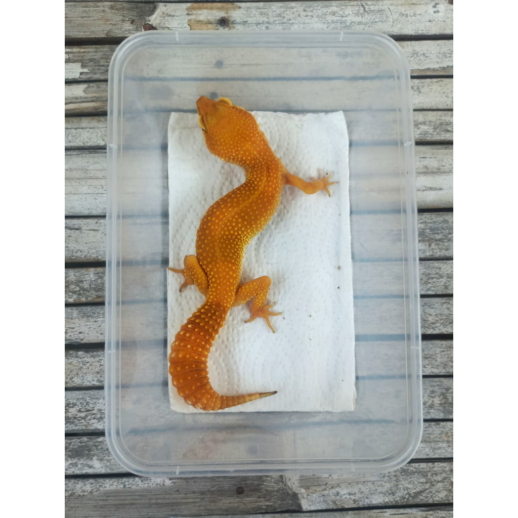 MAINAN GECKO SHTCTB FULL CT