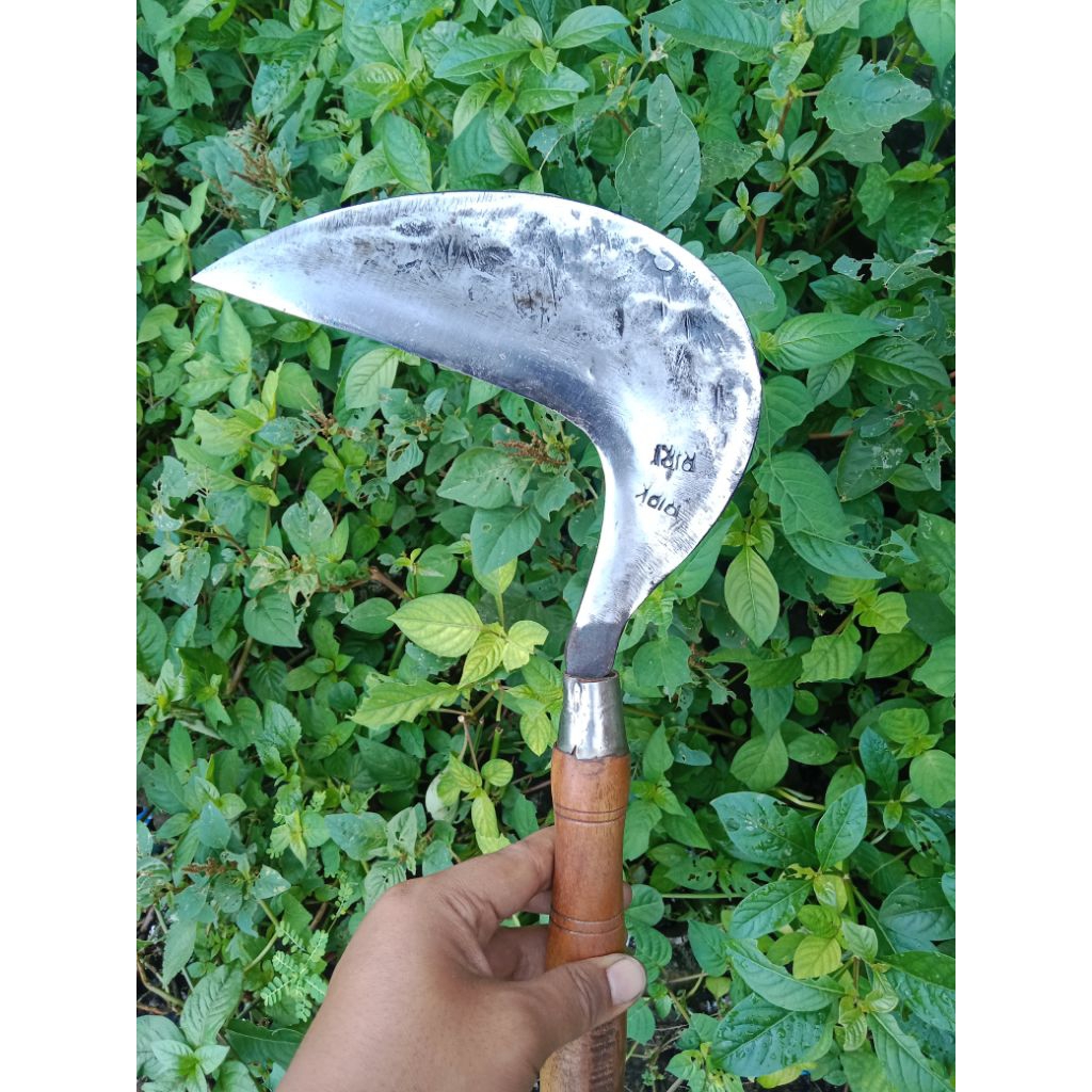 Arit Cikajangan Super Tajam - Baja Per Asli Garut, Siap Panen dan Babat Rumput