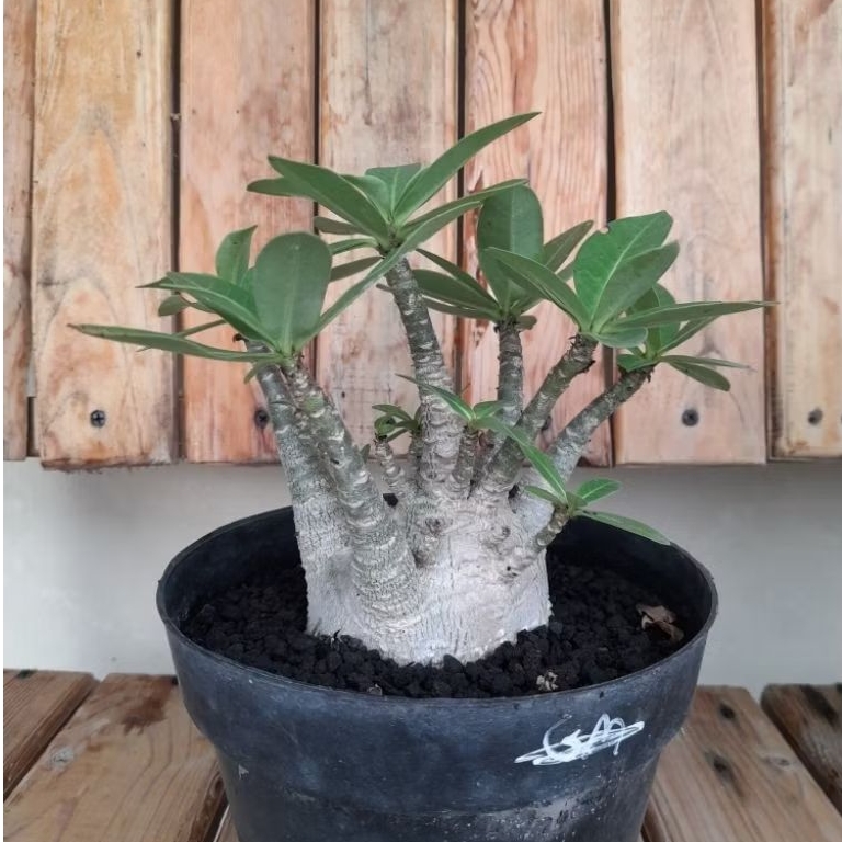 Adenium Arabicum Godji x Iyara