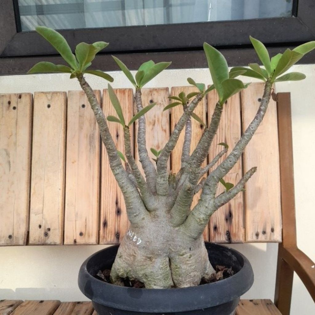 Adenium Arabicum Blacksheep x NSDD