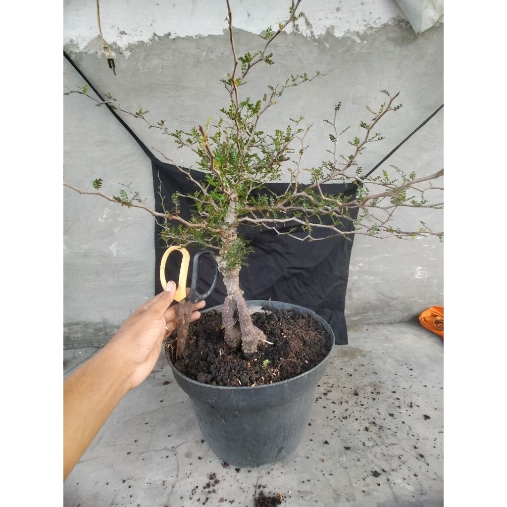 Bonsai Caudex || Operculicarya Pachipus UKURAN BESAR