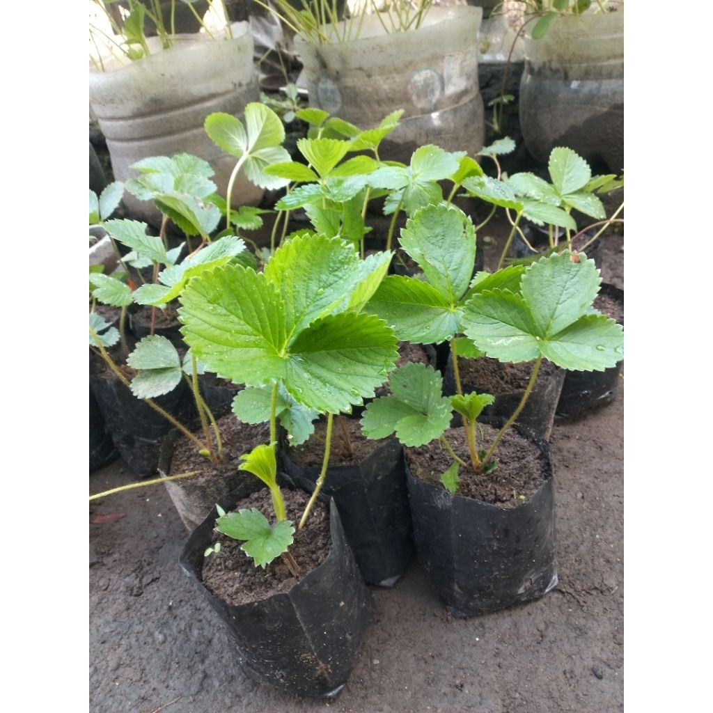 bibit strawberry/BIBIT STRAWBERRY/STRAWBERRY/STOBERI