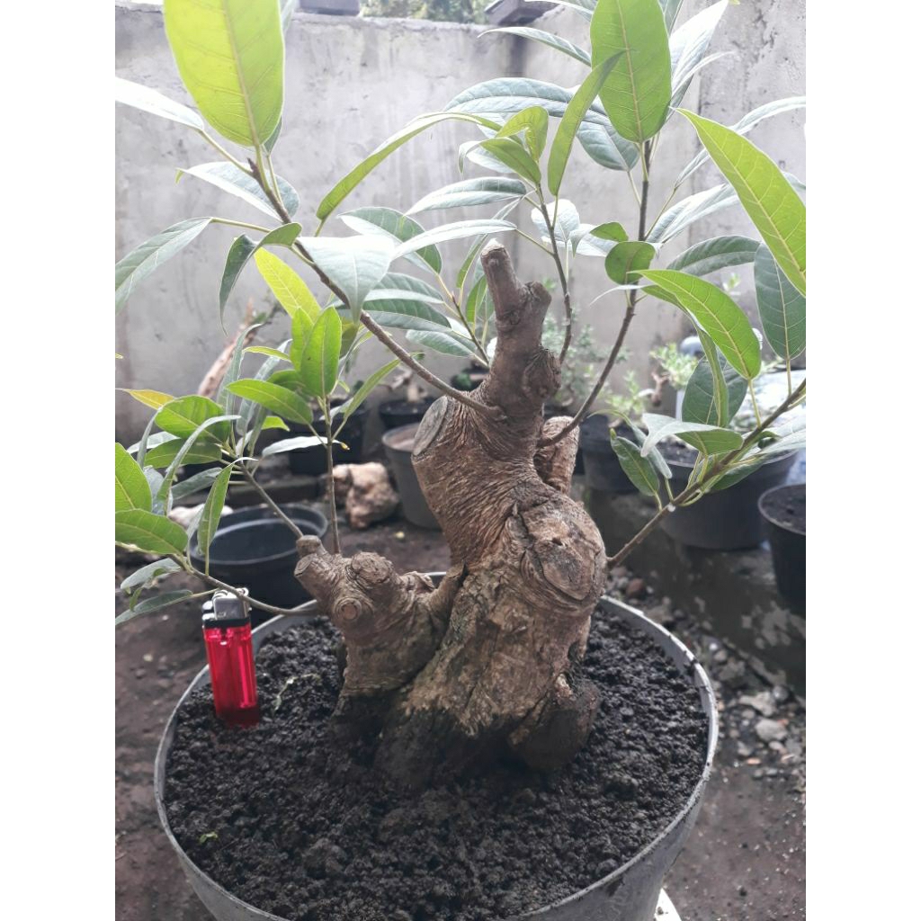 Tanaman Bahan Bonsai Bunut