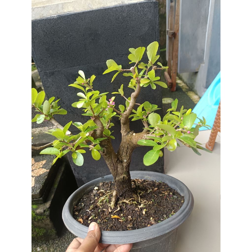 bonsai sianci rajin berbuah