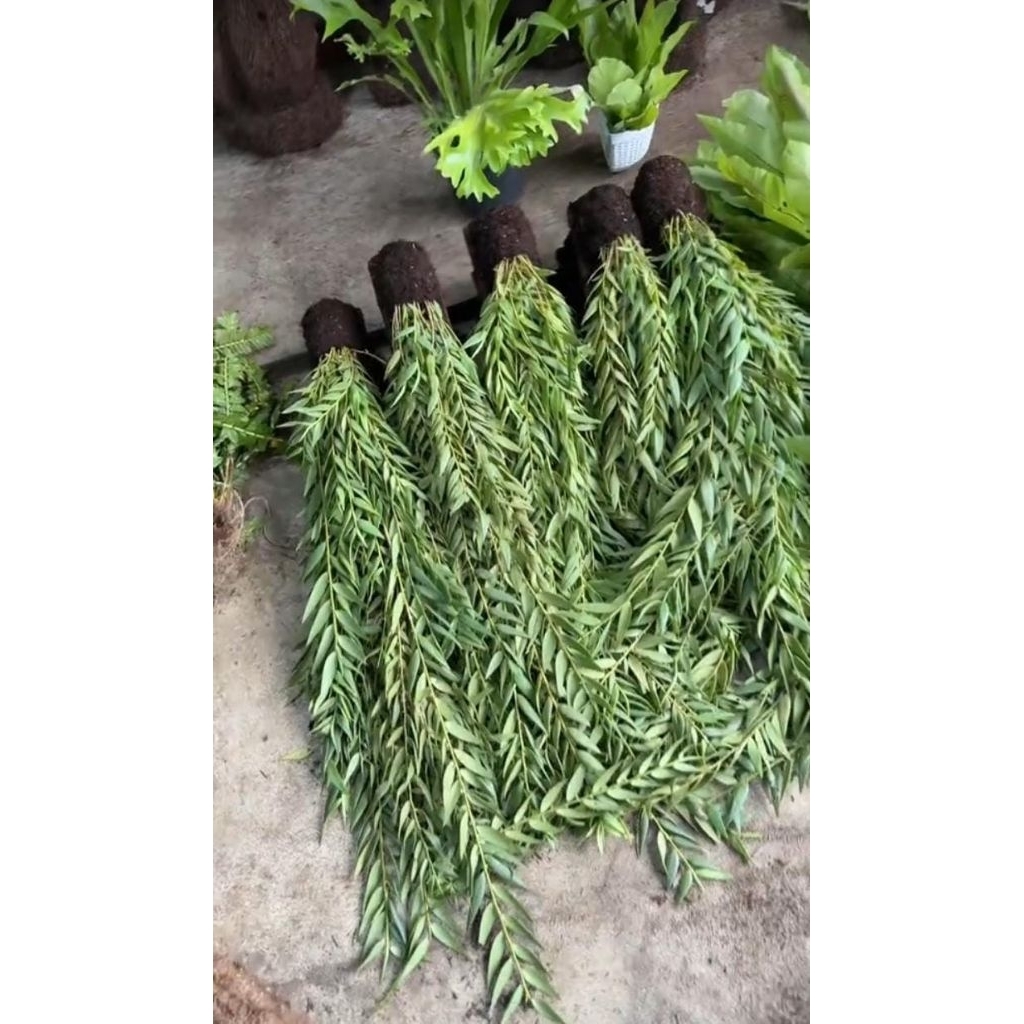 Anggrek Tirai Jumbo – Tanaman Hias Gantung Elegan