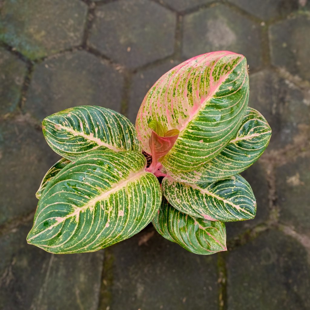 Aglaonema Asri Merah