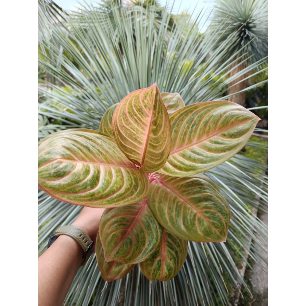 Aglaonema Rinjani Golden