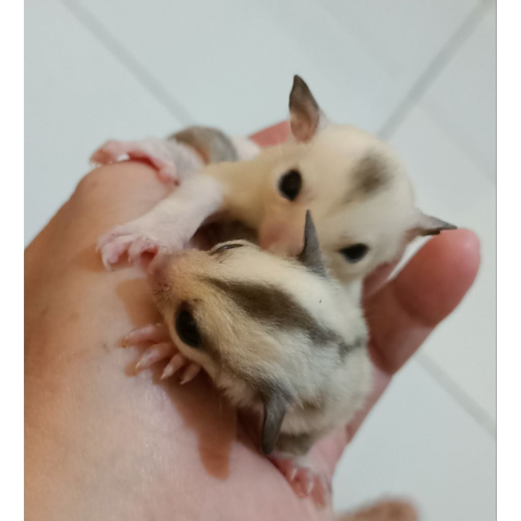 Sugar Glider Platinum