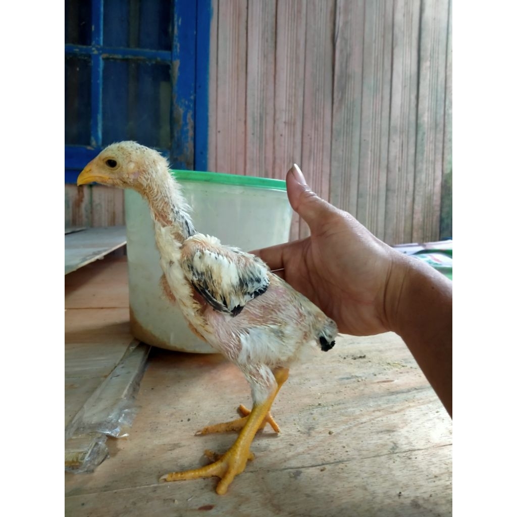 SHAMO PUREE 2 ekor jantan perkiraan