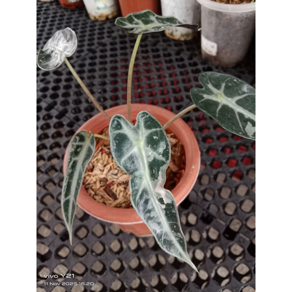paket alocasia bambino var dan alocasia freydek murah