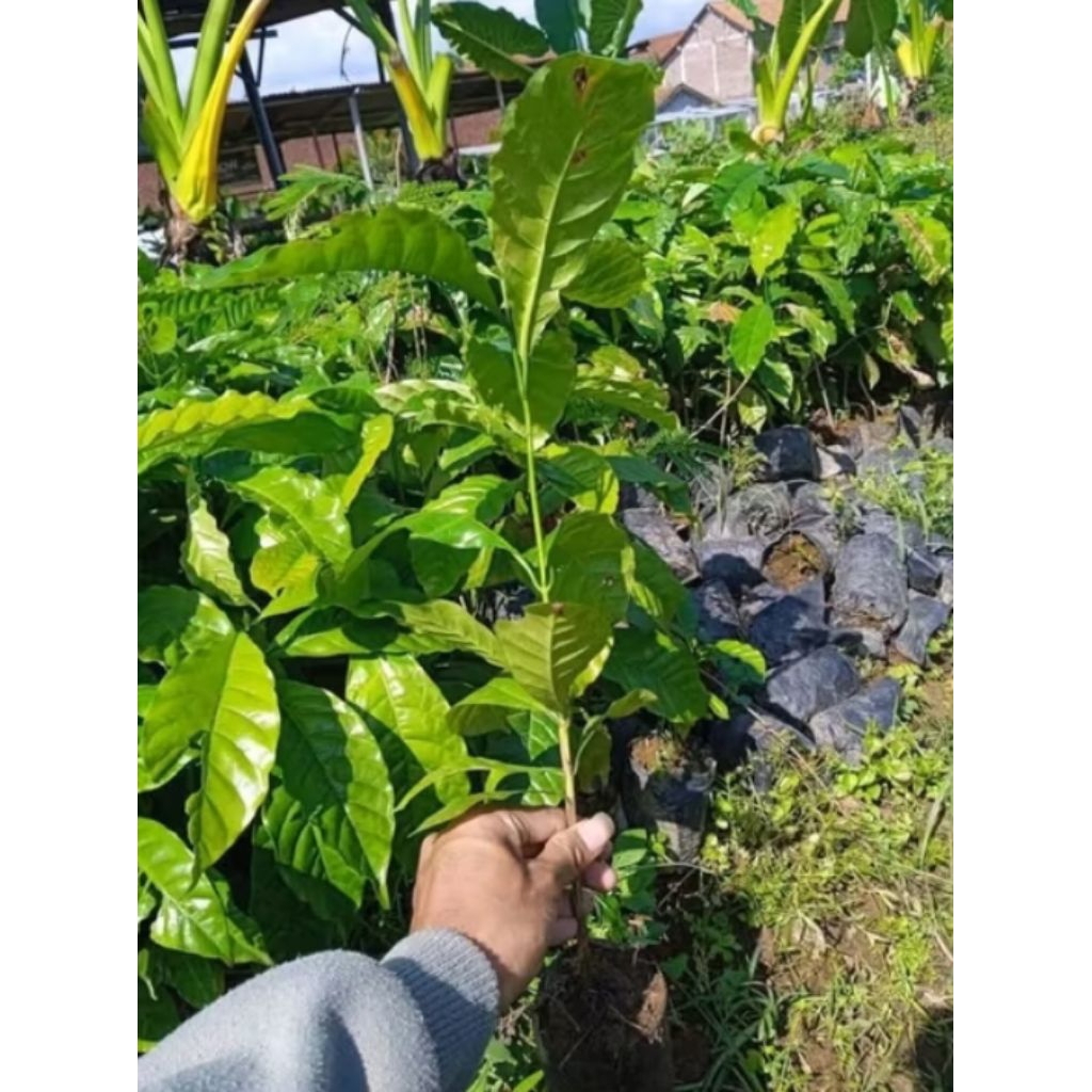 Bibit semai kopi Robusta unggul klon Bagio dan Arsyad
