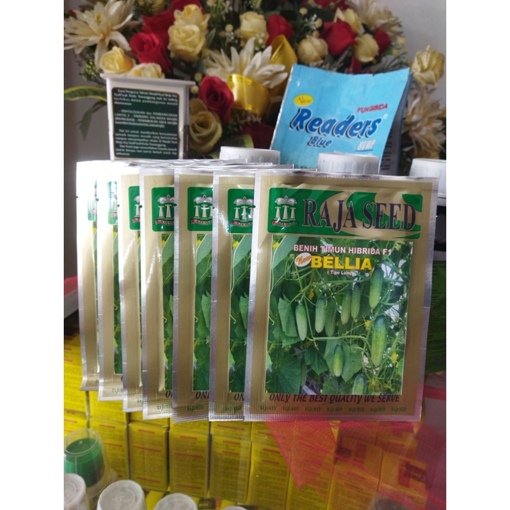 Benih Timun Hibrida F1 / Timun BELLIA / Timun Lalap