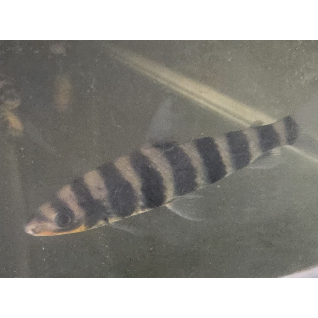 ikan kaos kaki leporinus jumbo 18-20cm