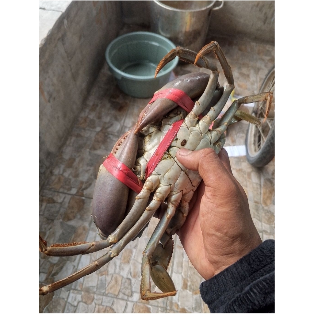 Kepiting Frozen Fresh 1kg (Mati Segar)