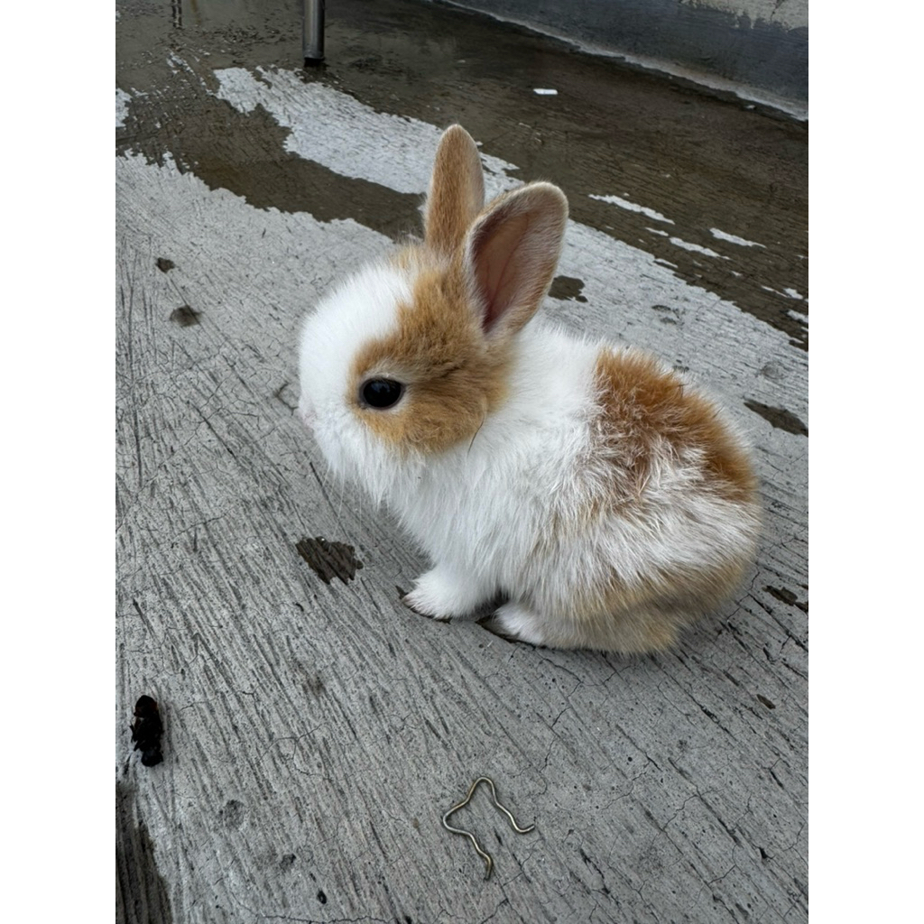 kelinci anggora sepasang usia 3bulan lengkap dgn pakan oxbow,rumput hay,bedak,sisir,obat anti stress