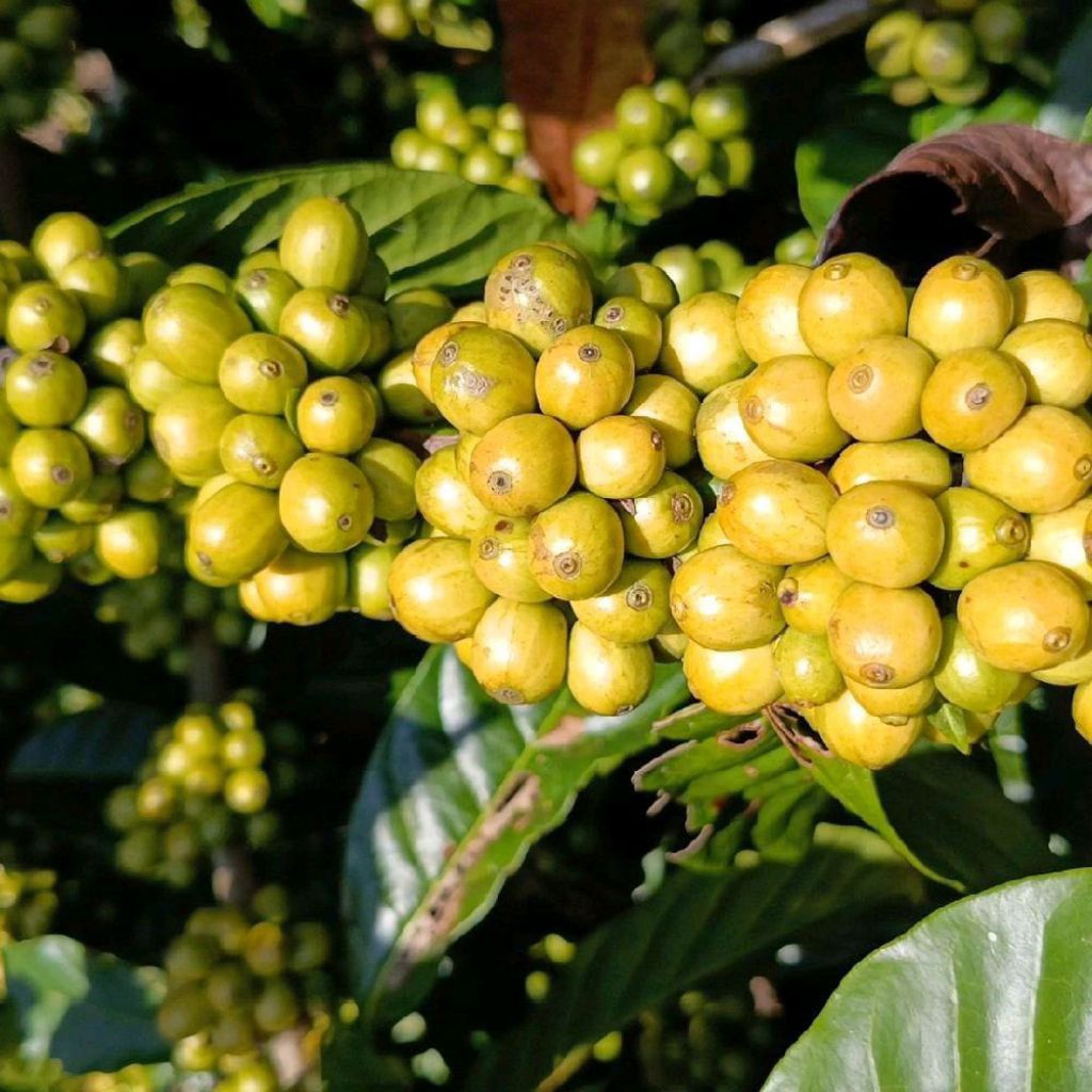 Bibit kopi Robusta Klon bagio 500g