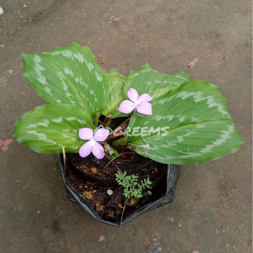 Kencur Hitam Tanaman Hias