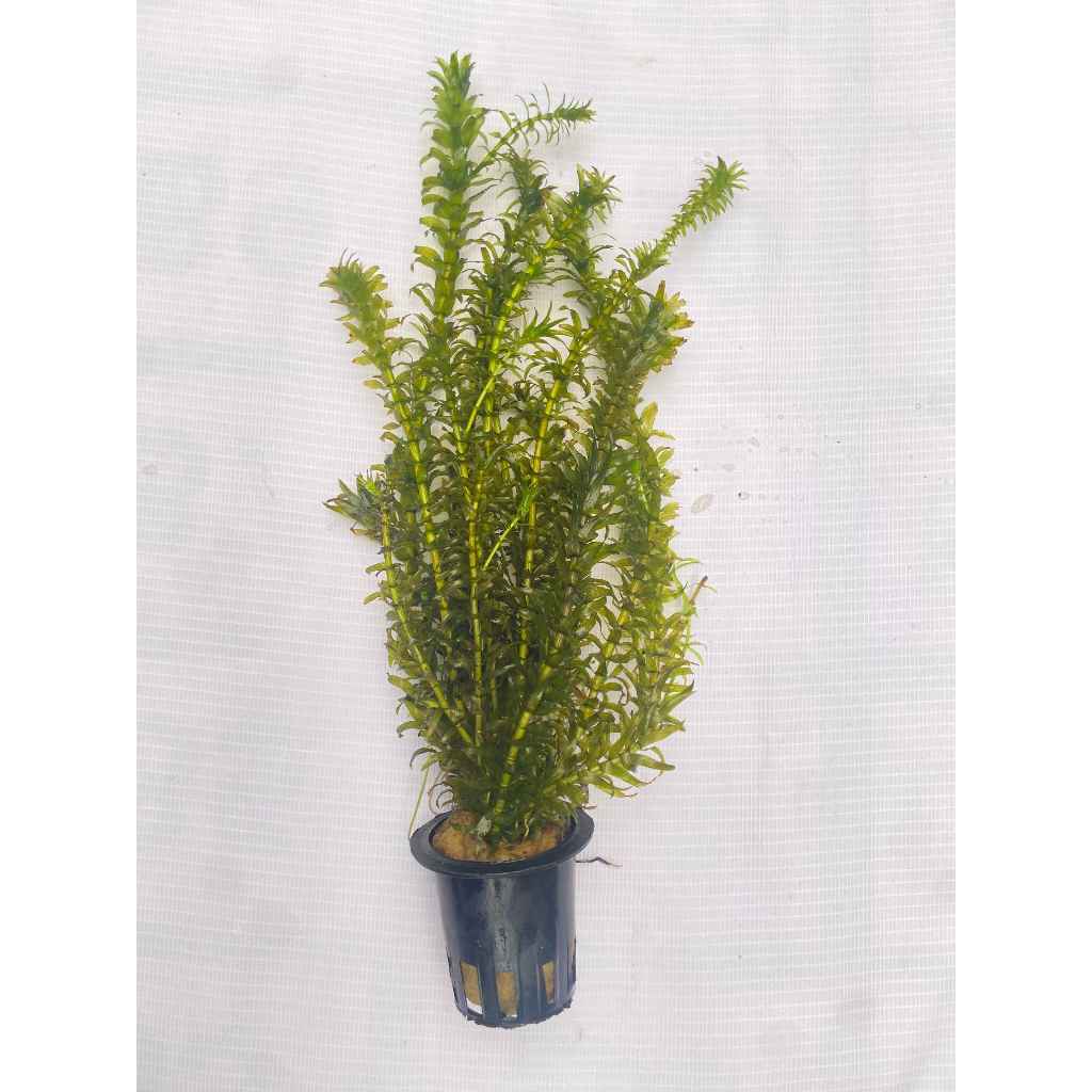 Tanaman air Hydrilla