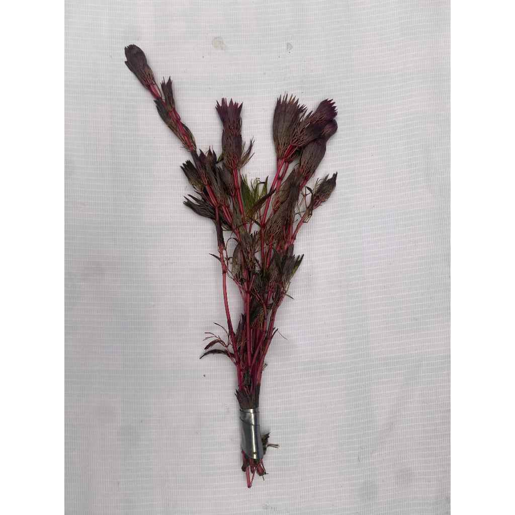 Tanaman air Cabomba red