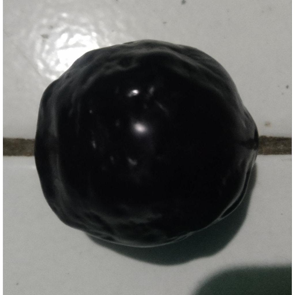 Kemiri muncang adu ANAK MAYIT