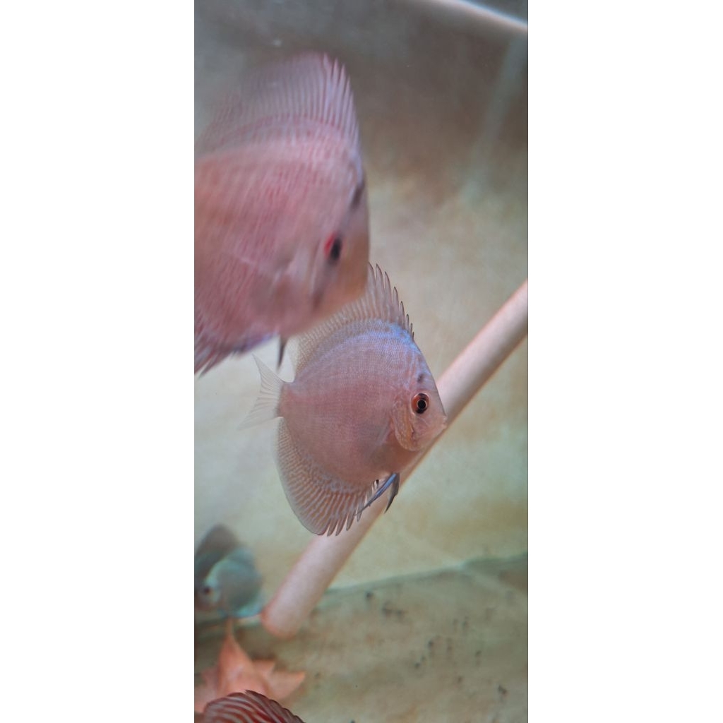 hiasan aquarium discus blue scorpion