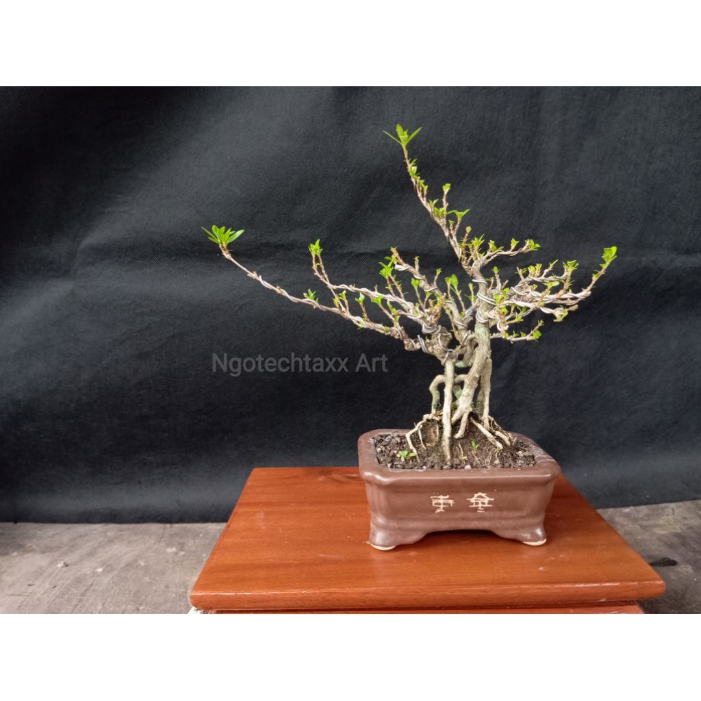 bonsai seribu bintang serbin serissa