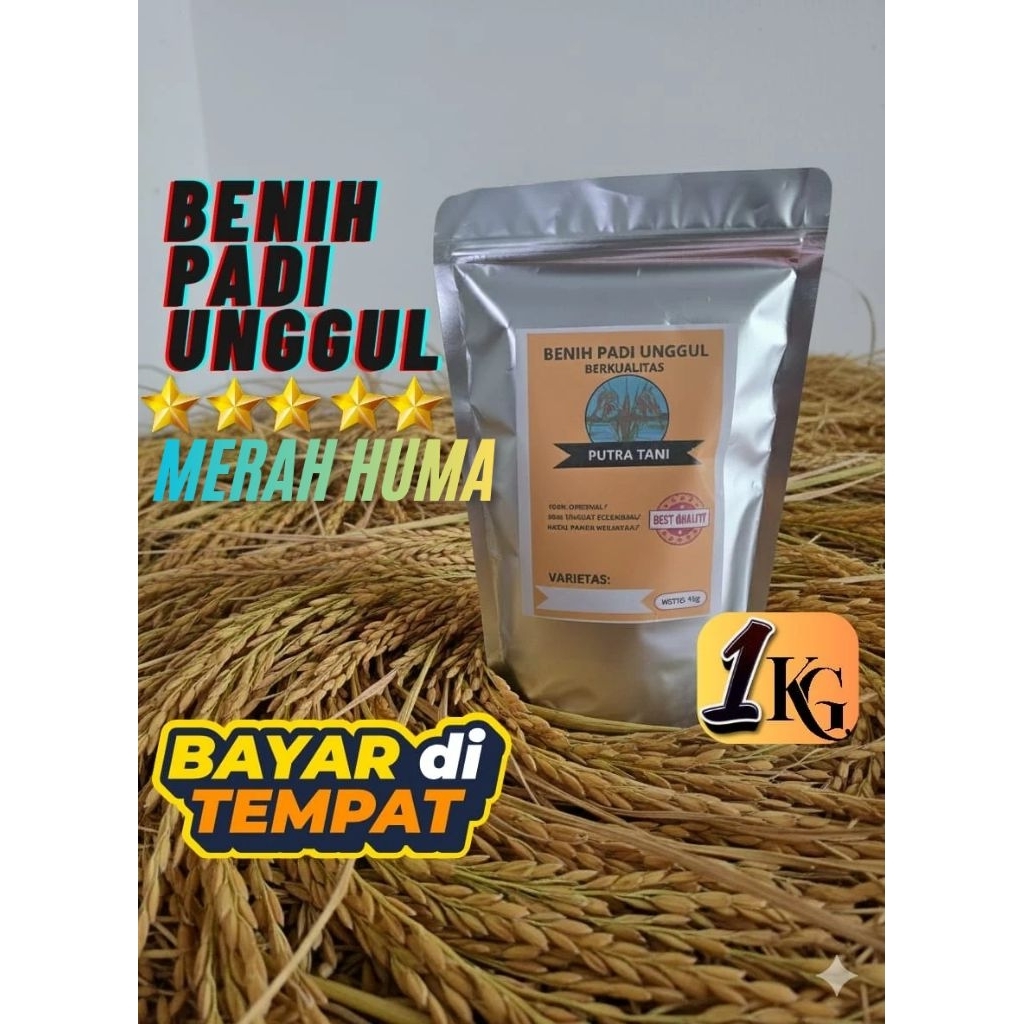 (KEMASAN 1KG) BIBIT PADI MERAH HUMA BENIH PADI UNGGUL BERKUALITAS PREMIUM)