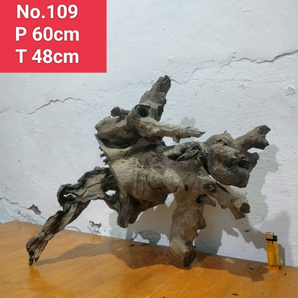 kayu Santigi laut akar santigi laut dekorasi aquascape akuarium 109