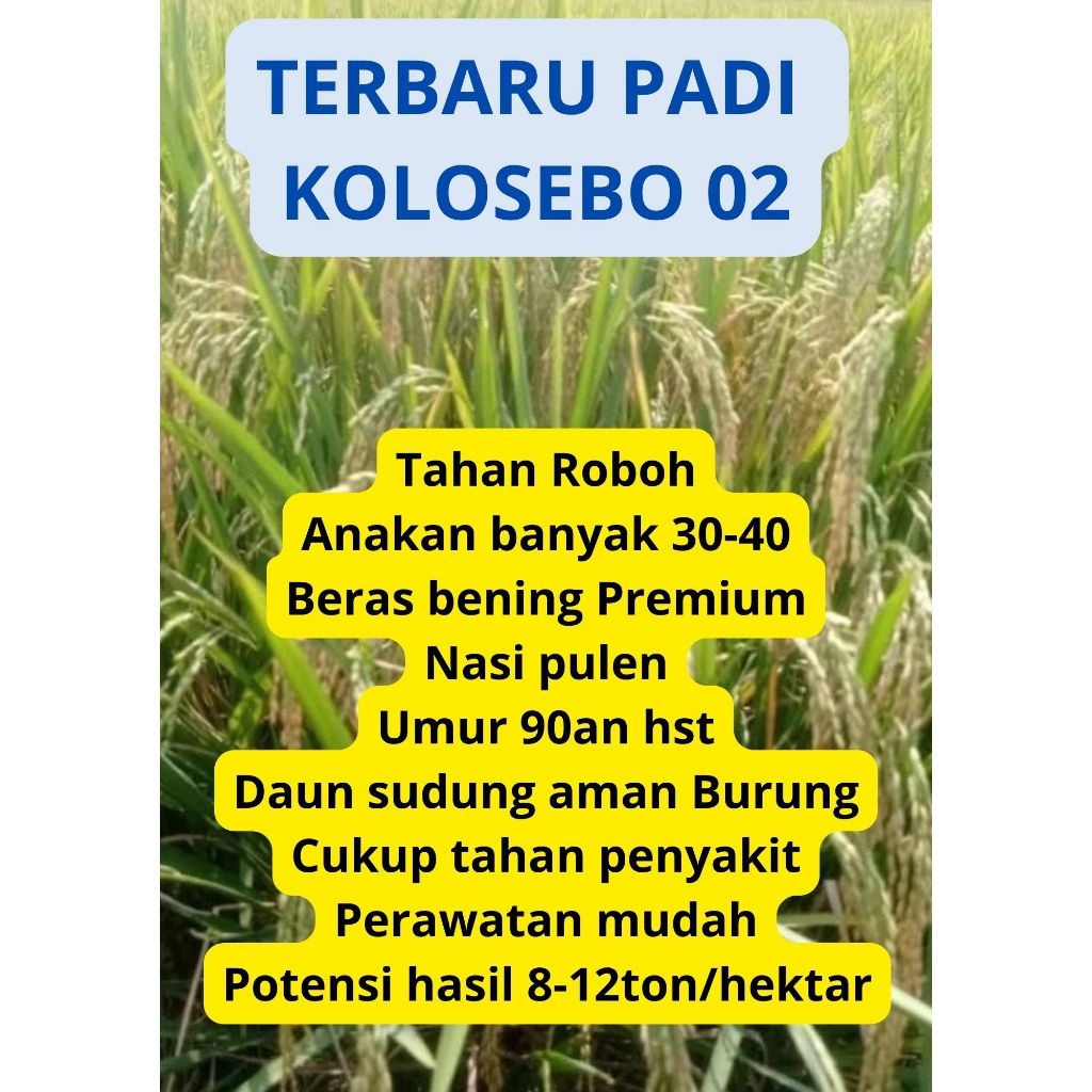 Bibit Benih Padi KOLOSEBO 02 Original Kemasan 5 Kg