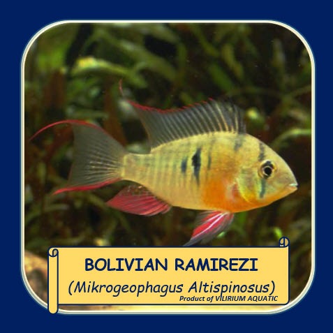 IKAN HIAS AIR TAWAR - BOLIVIAN RAMIREZI (IKAN AQUASCAPE)
