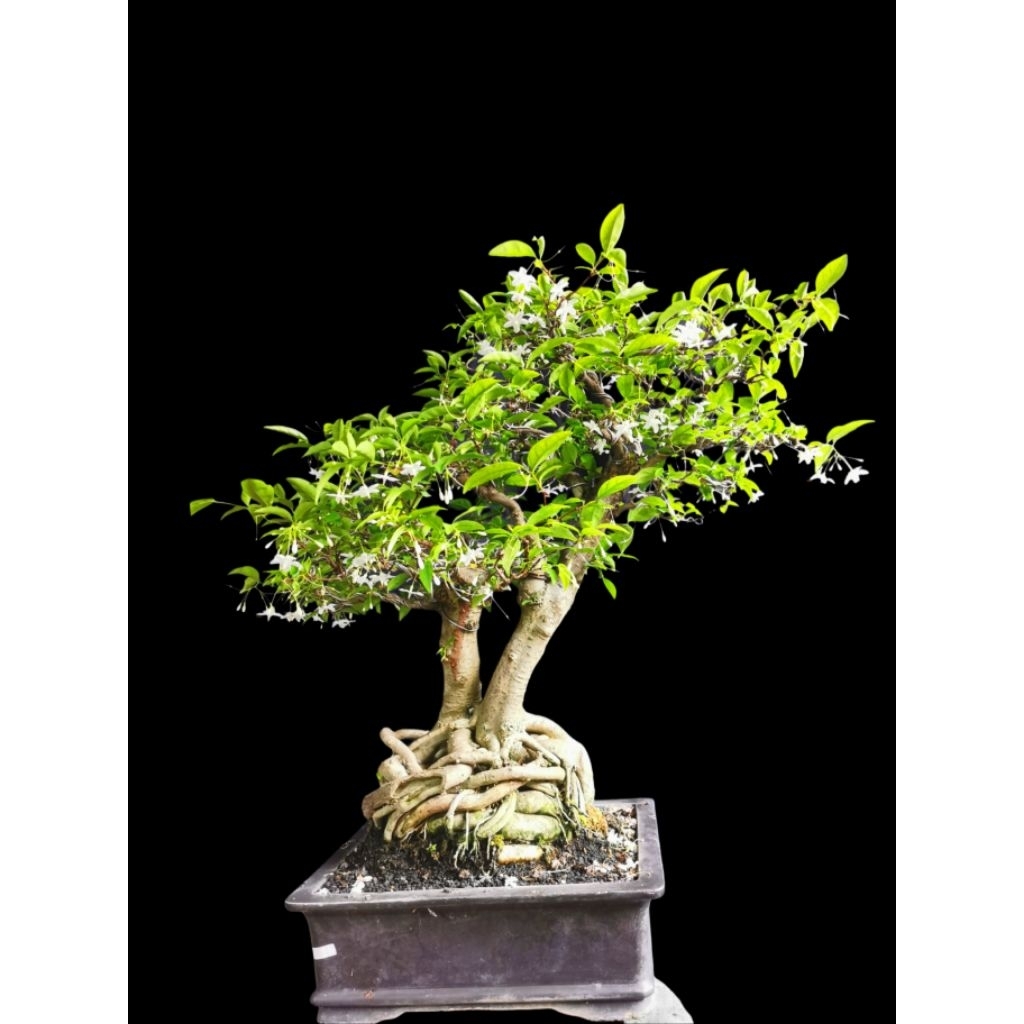 Bonsai Anting Putri / Medium / Anput