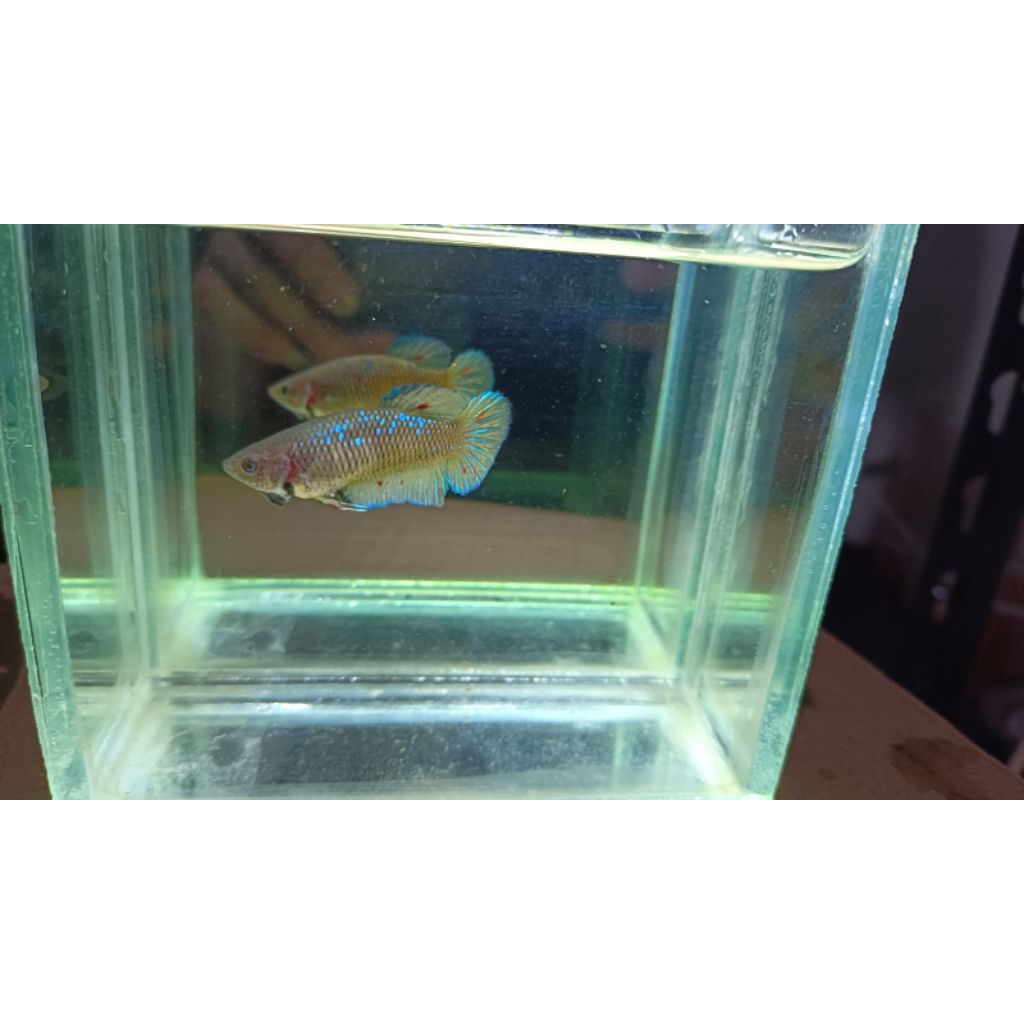 Betta mgv female real pict