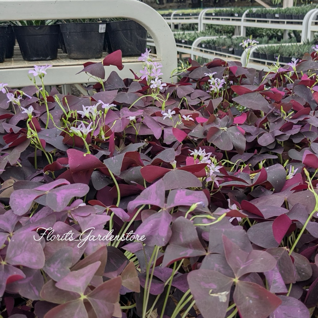 bunga oxalis batang