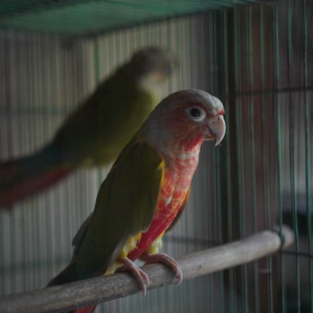 pineapple conure red factor BABY