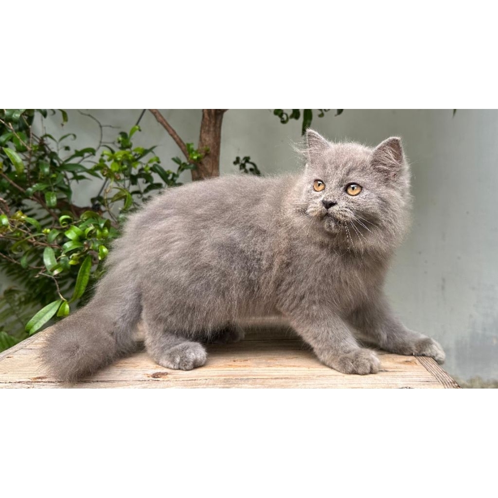 KUCING PERSIA MEDIUM JANTAN 3 BULAN BLUESOLID