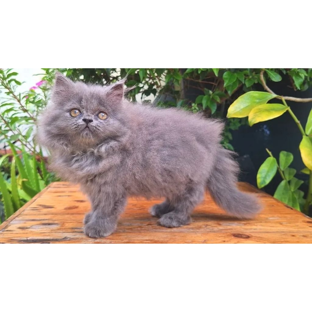 KUCING PERSIA FLATNOSE JANTAN 2 BULAN ABUSOLJD