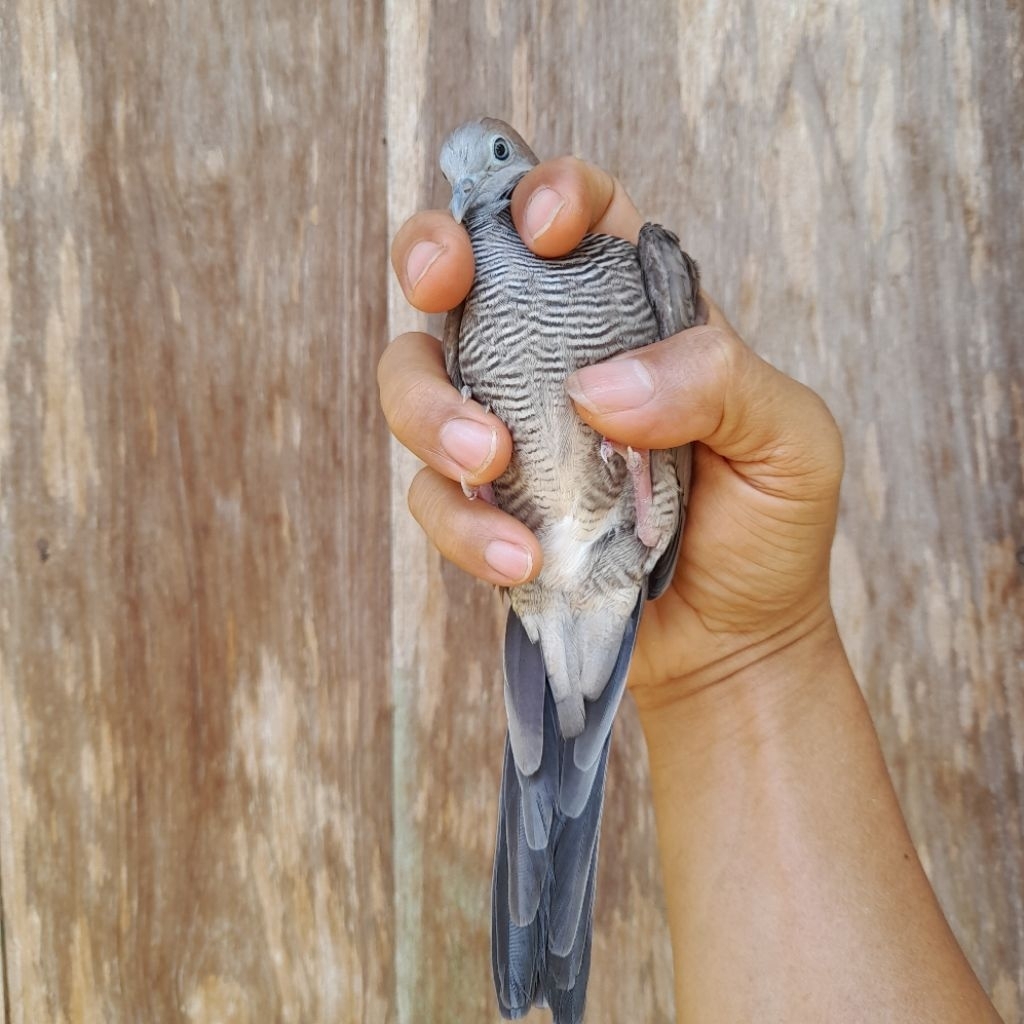 burung perkutut majapahit dewasa jantan realpict