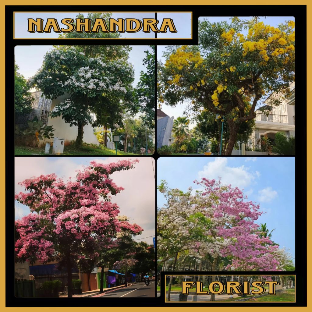 Tanaman Hias Pohon Tabebuya 1 Meter