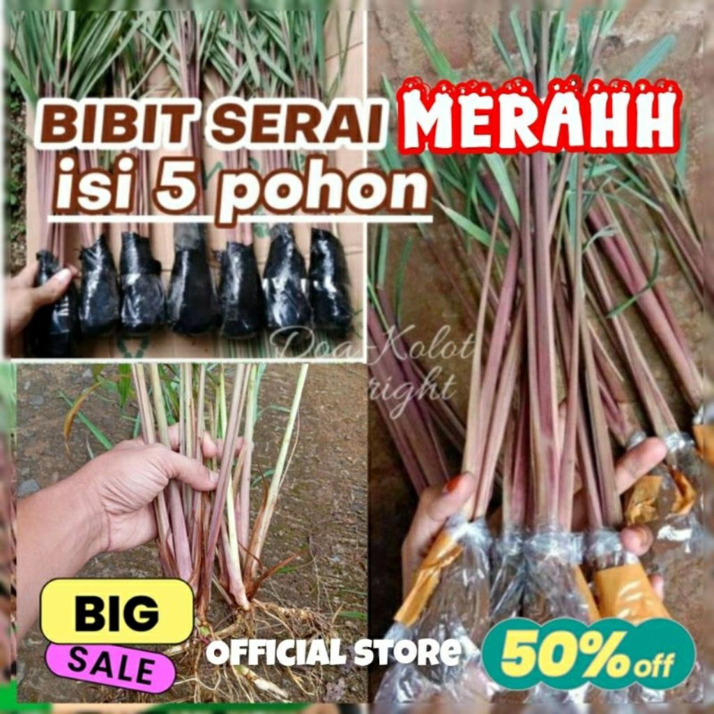 Paket 5 Pcs - Sereh wangi - Sereh Merah - Sereh Merah Segar