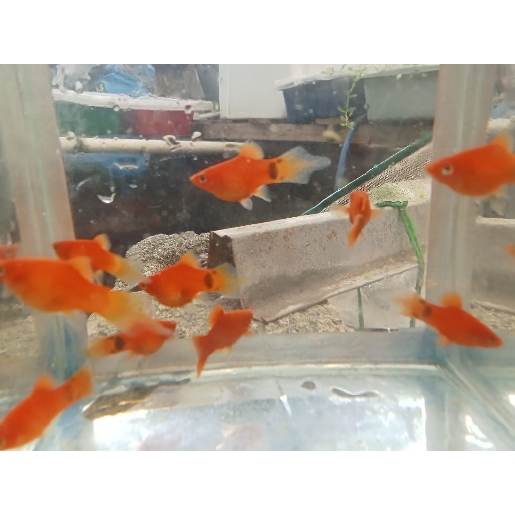 sepasang size jumbo ekor merah lancip/ platy/aquascape/ aquarium