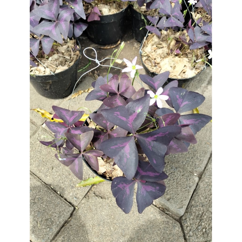 Tanaman Kupu Kupu Ungu|Bunga Semanggi Ungu|Bunga kupu Kupu Ungu |Tanaman Oxalis