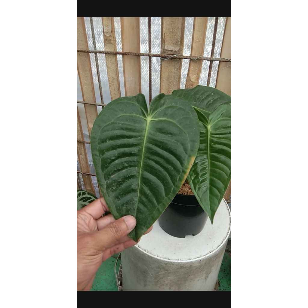 veitchii king isi 2pucuk