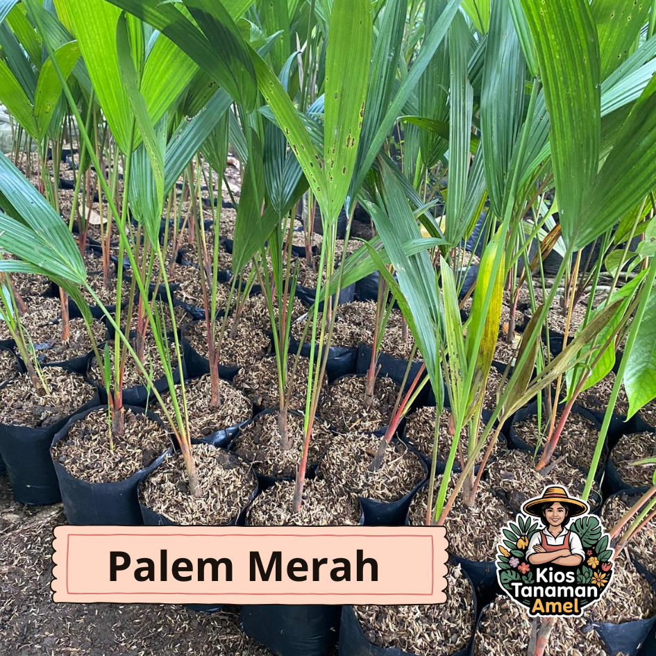 tanaman palem merah tinggi 1  meter