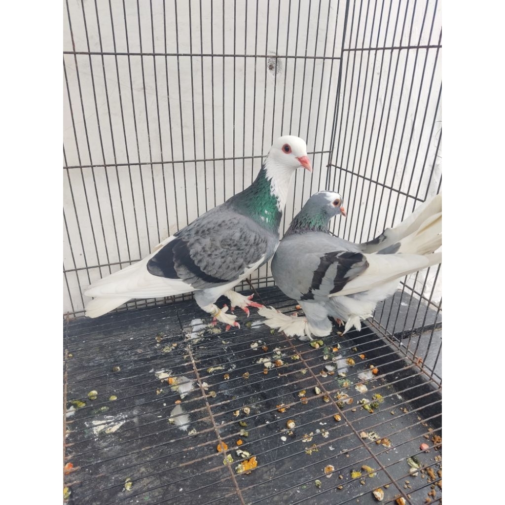 merpati blantong ekput