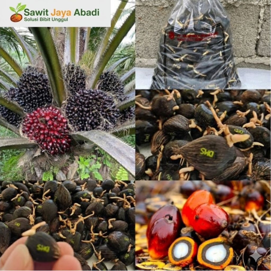 Kecambah Sawit Dxp Damimas original