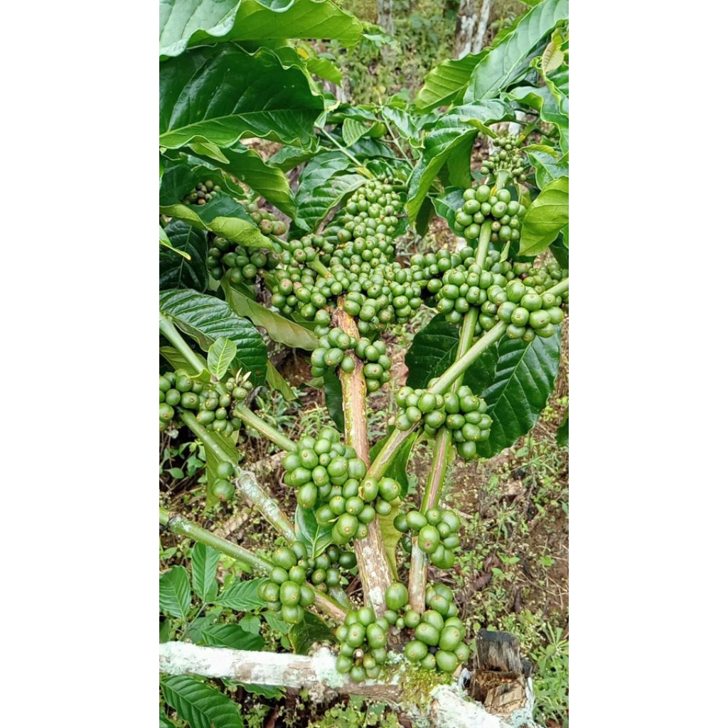 Entres Kopi Jember (Malang)